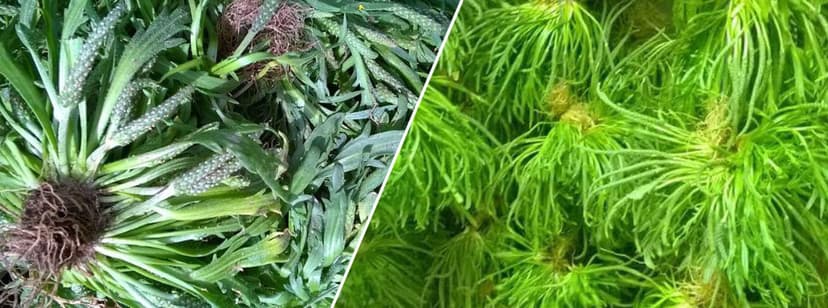 Séchage traditionnel des herbes