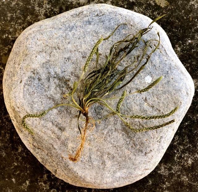 Plantago coronopus - Kokoraki Pflanze